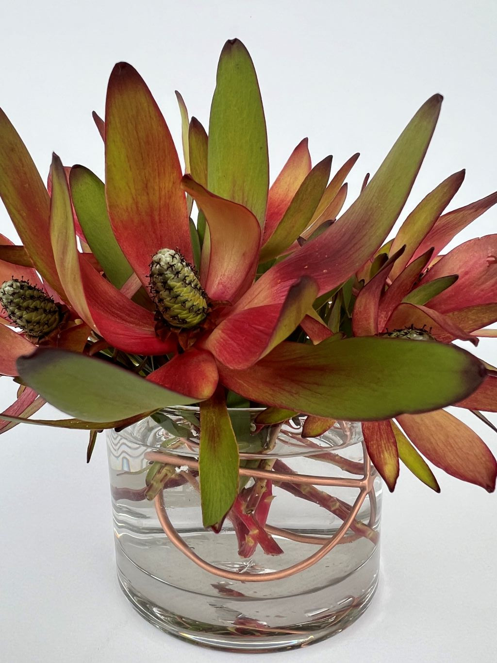 Flower Frog - Quirk Space