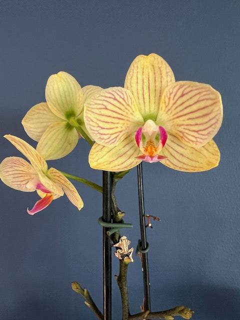 Flower Charms - Quirk Space