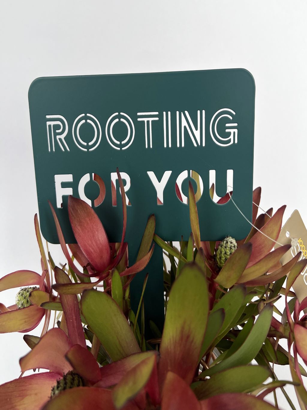 "Rooting For You" Garden Sign